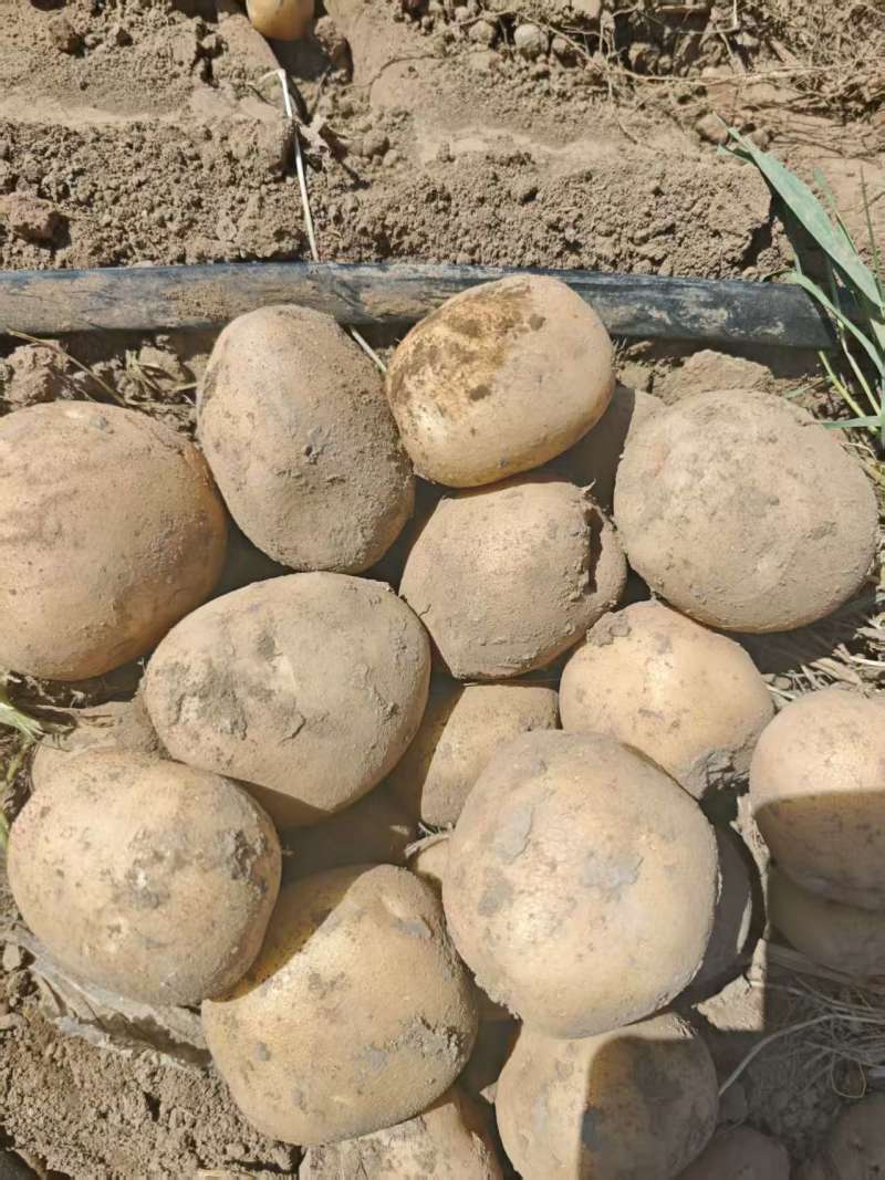 甘肃大西洋土豆产地直供，黄皮白心4两起步，欢迎选购