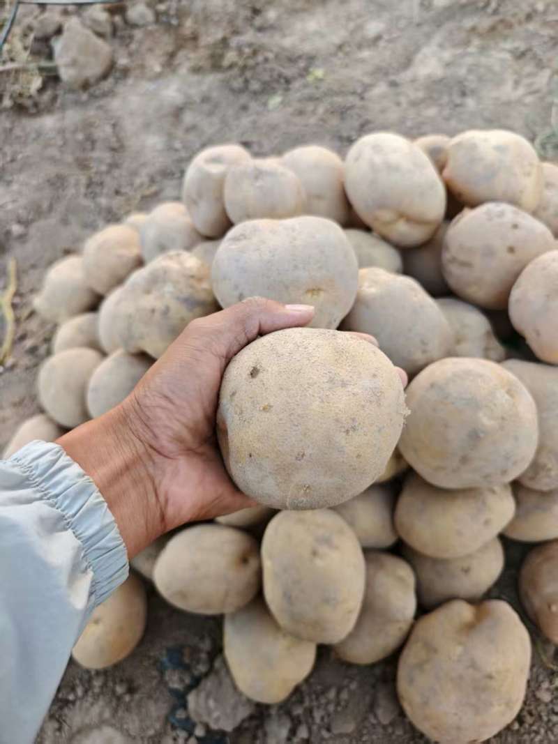 甘肃大西洋土豆产地直供，黄皮白心4两起步，欢迎选购