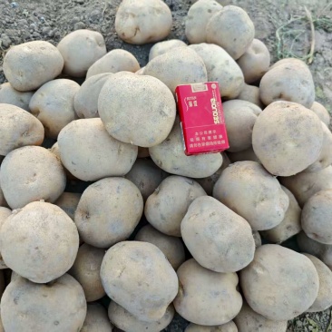 甘肃大西洋土豆产地直供，黄皮白心4两起步，欢迎选购