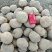 甘肃大西洋土豆产地直供，黄皮白心4两起步，欢迎选购