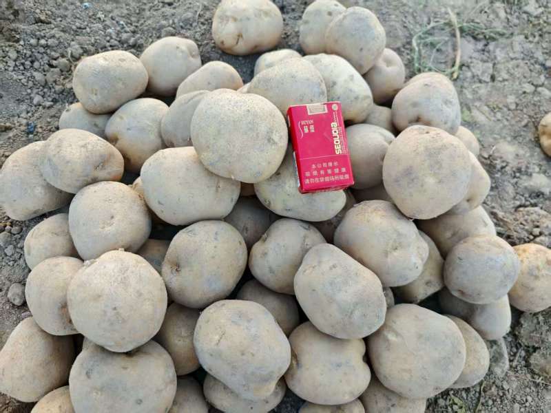 甘肃大西洋土豆产地直供，黄皮白心4两起步，欢迎选购