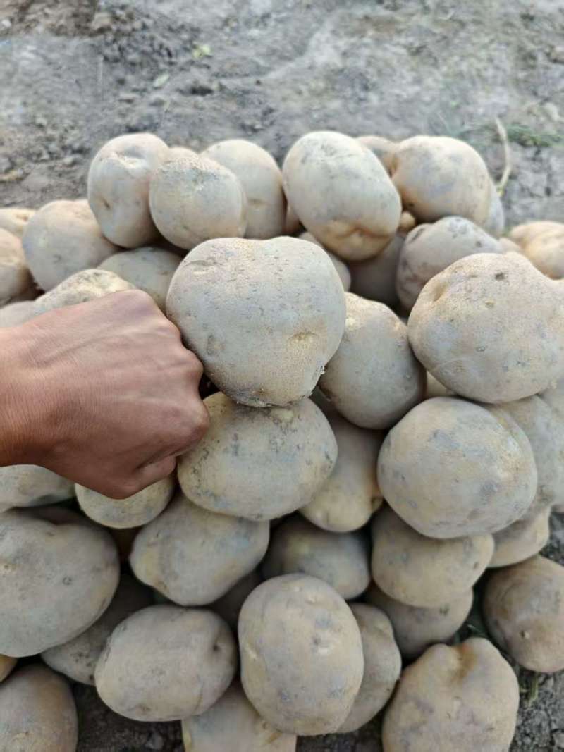 甘肃大西洋土豆产地直供，黄皮白心4两起步，欢迎选购