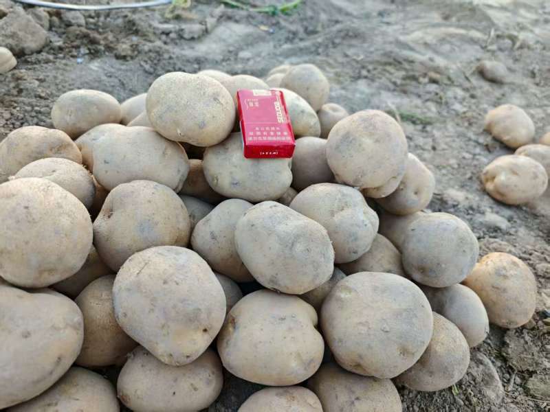 甘肃大西洋土豆产地直供，黄皮白心4两起步，欢迎选购