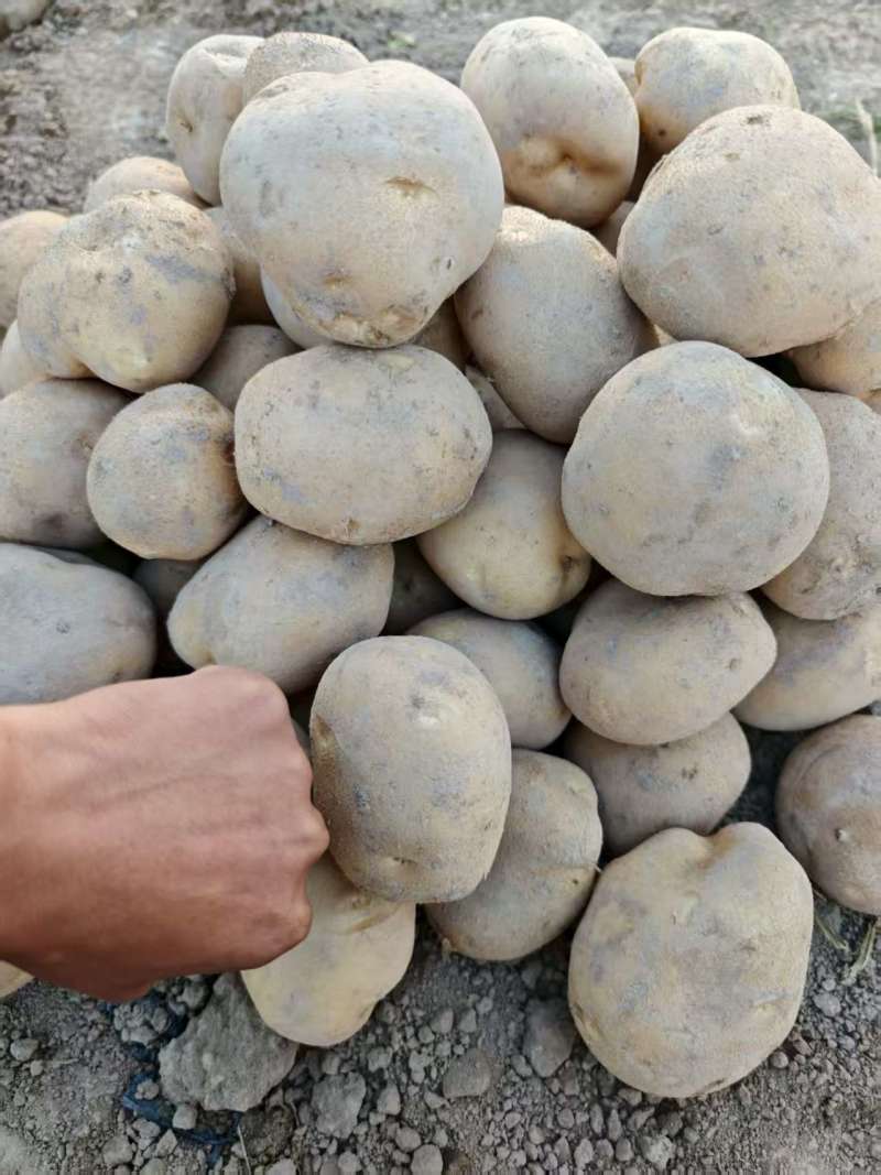 甘肃大西洋土豆产地直供，黄皮白心4两起步，欢迎选购