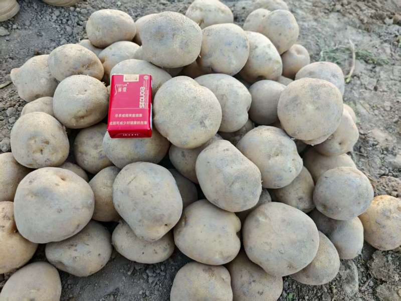 甘肃大西洋土豆产地直供，黄皮白心4两起步，欢迎选购