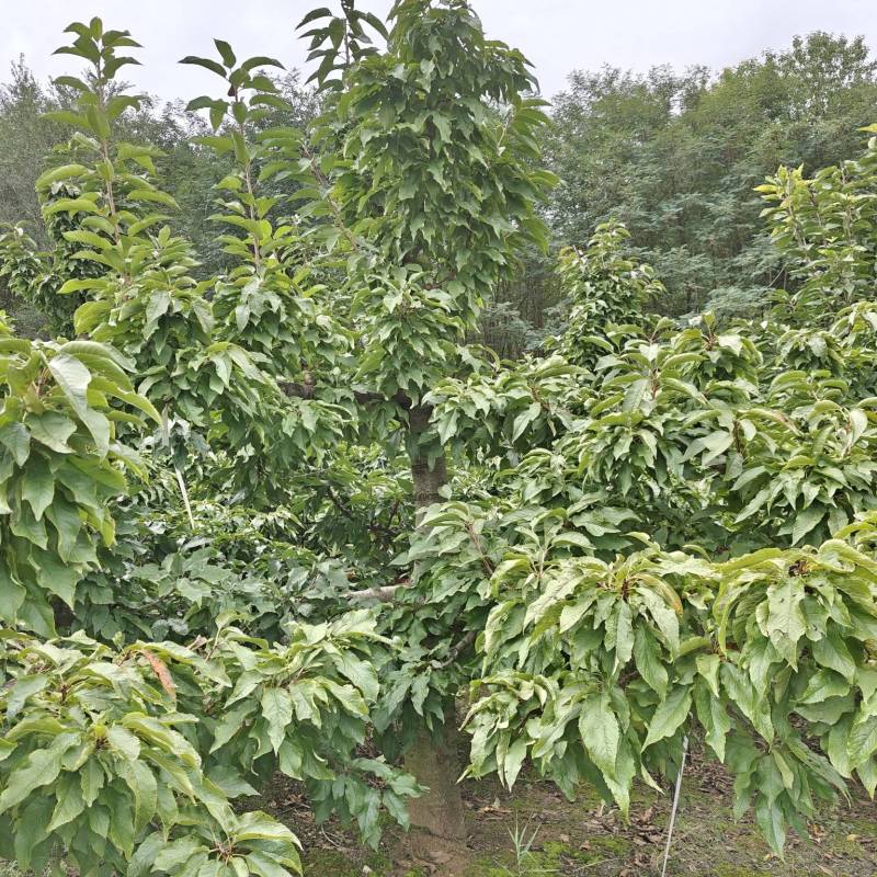 樱桃树大苗