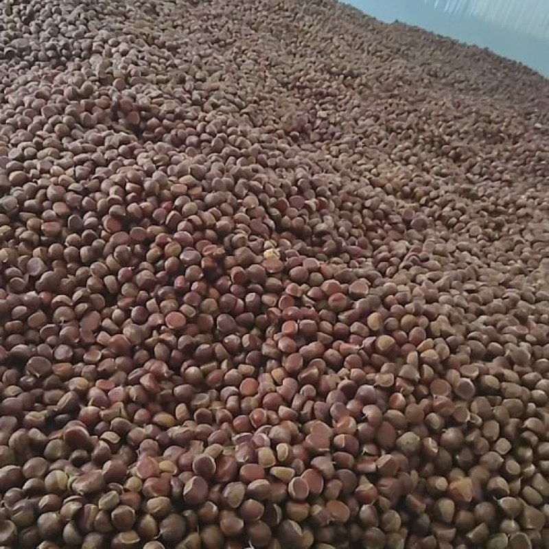 板栗大量下树需要的老板联系