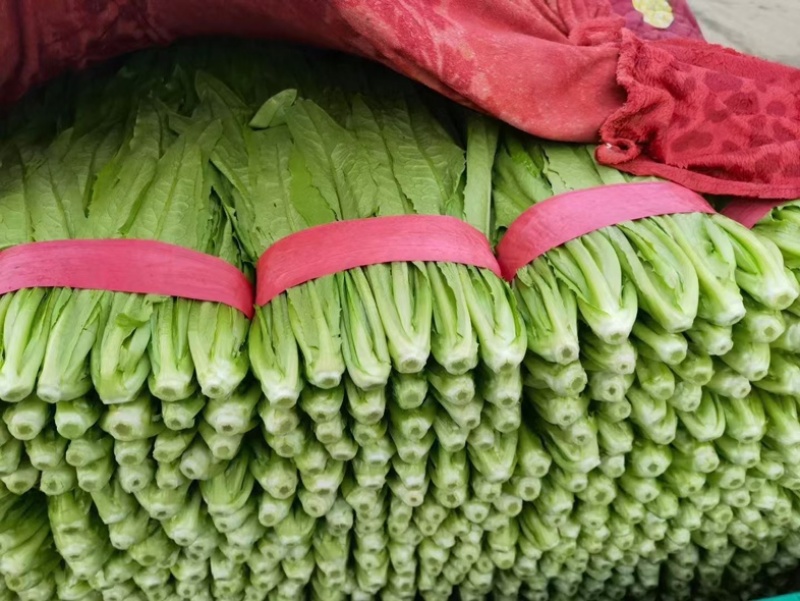 专业采购油麦菜，，欢迎各位老板前来合作