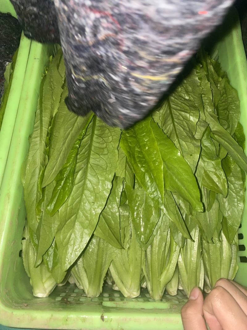 专业采购油麦菜，，欢迎各位老板前来合作