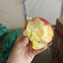 红露苹果一件代发全网**