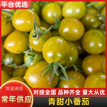 青甜二号绿色圣女果小番茄山东寿光基地直发可视频看货