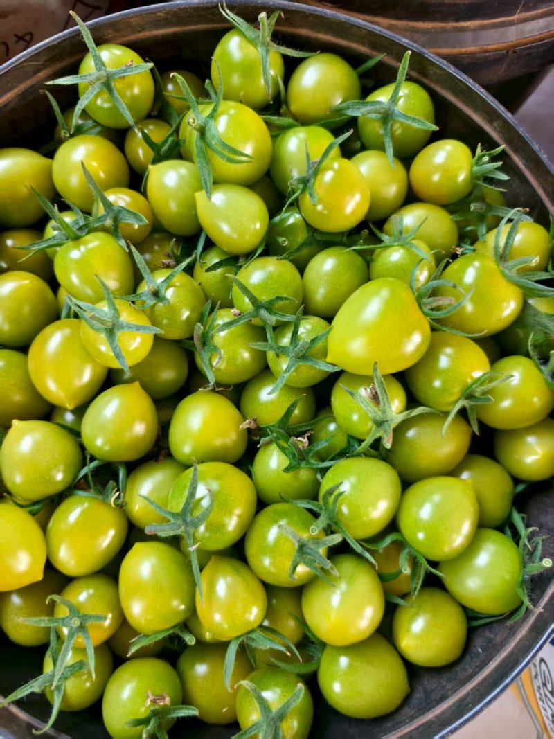 青甜二号绿色圣女果小番茄山东寿光基地直发可视频看货