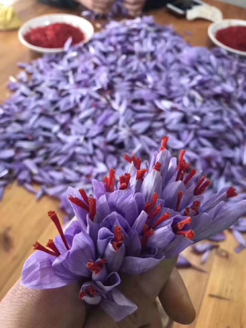 藏红花宽丝圆丝伊朗红花头茬无碎大丝干净无杂质耐泡颜色好很