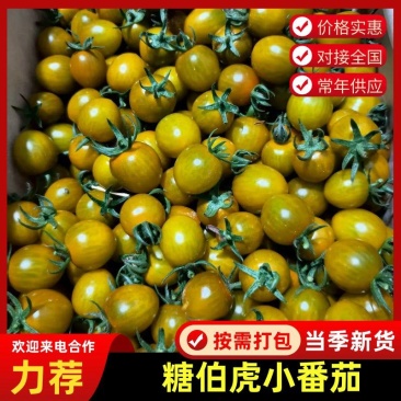 糖伯虎小番茄新品圣女果货源充足寿光圣女果全国发货