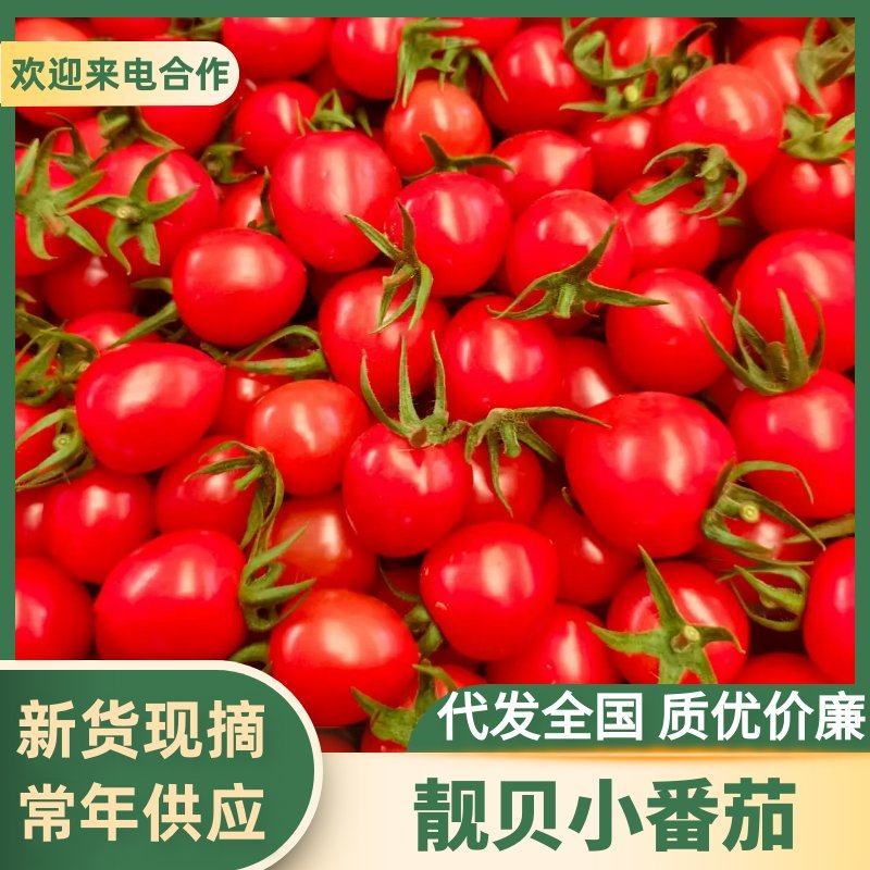 靓贝小番茄对接全国市场电商商超粉色贝贝圣女果