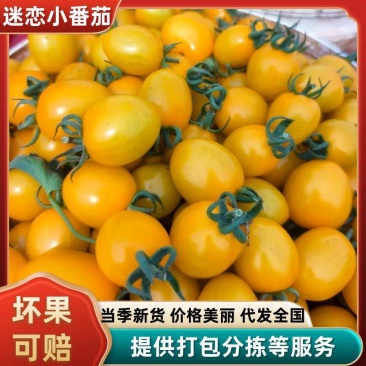 迷恋黄色小番茄圣女果大量供应山东寿光基地全国发货