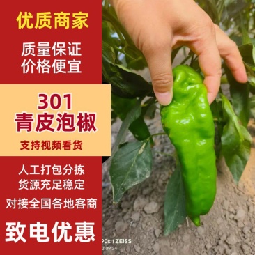青皮泡椒,品类齐全,河南产地直销量大从优货源充足对接全国