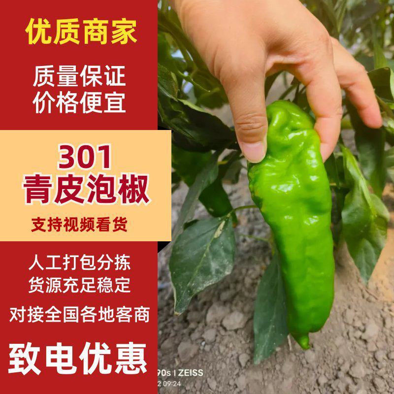 青皮泡椒，品类齐全，河南产地直销量大从优货源充足对接全国