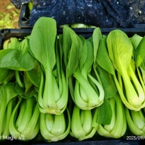 辽宁精品油菜上海青/可视频看货/量大价优/欢迎咨询