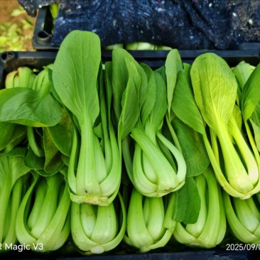 辽宁精品油菜上海青/可视频看货/量大价优/欢迎咨询