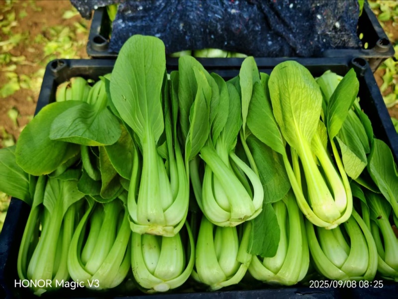 辽宁精品油菜上海青/可视频看货/量大价优/欢迎咨询