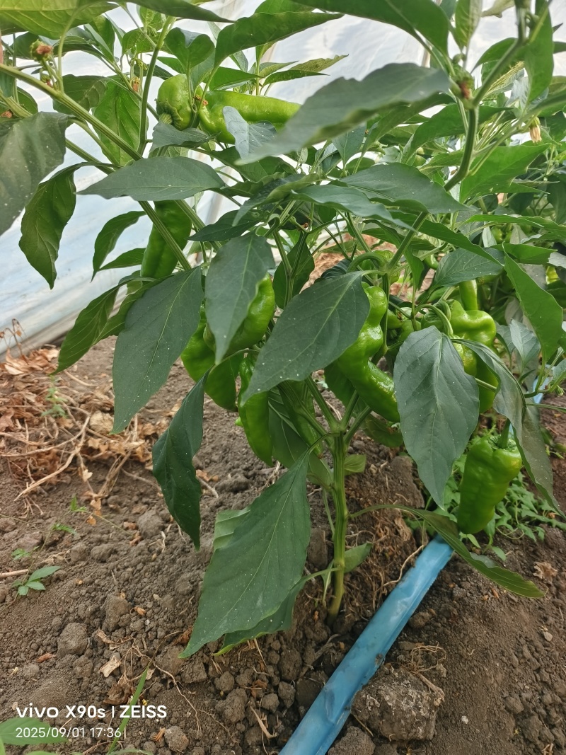 青皮泡椒，品类齐全，河南产地直销量大从优货源充足对接全国