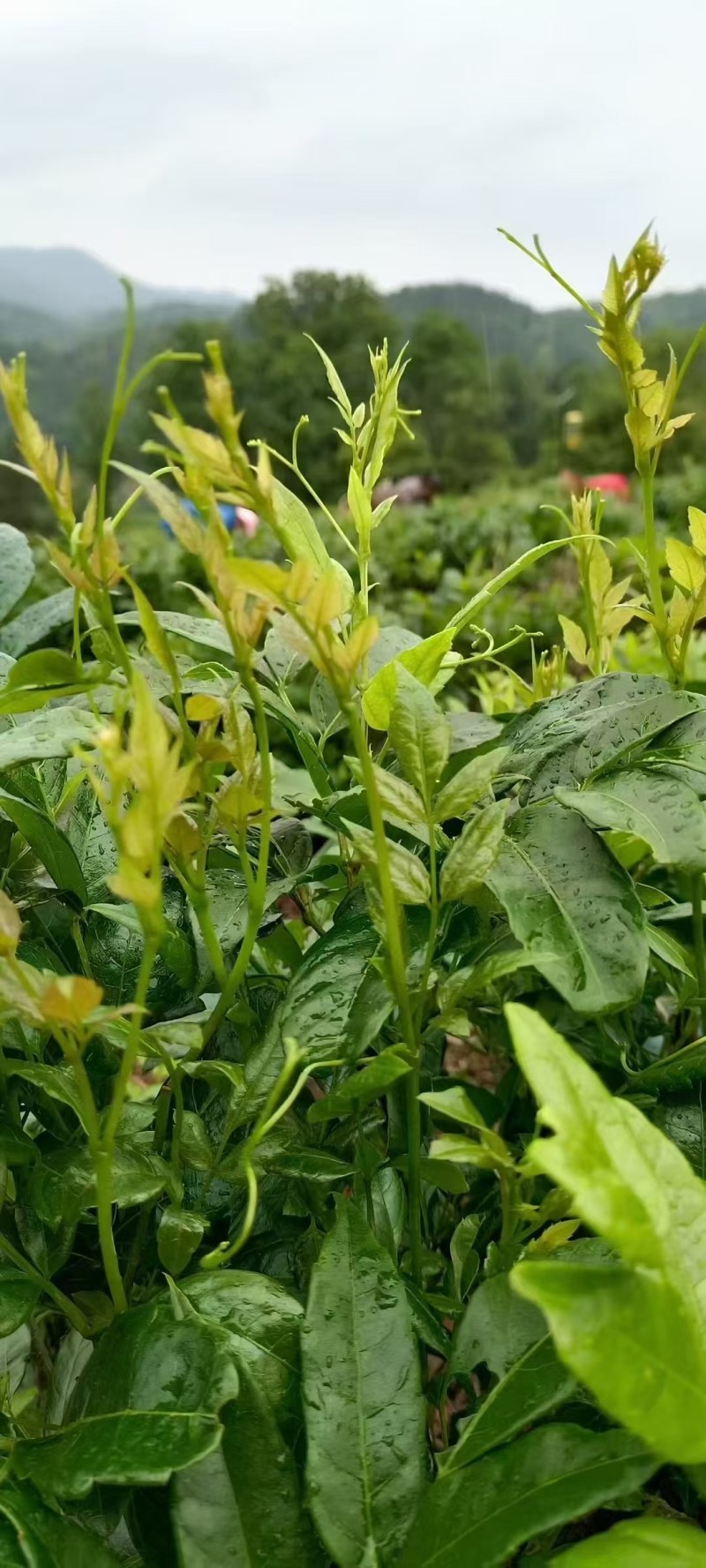 莓茶