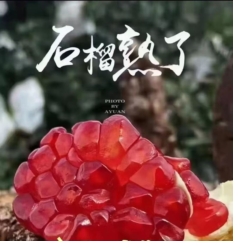 会理突尼斯软籽石榴