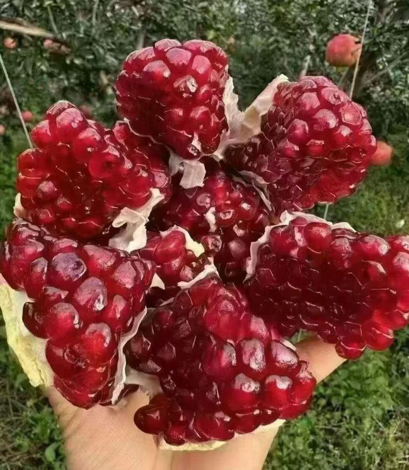 会理突尼斯软籽石榴
