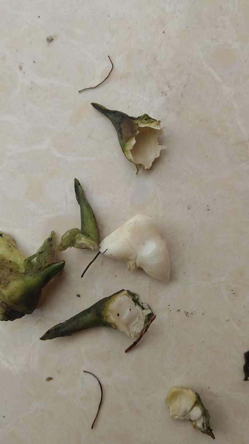 野生菱角