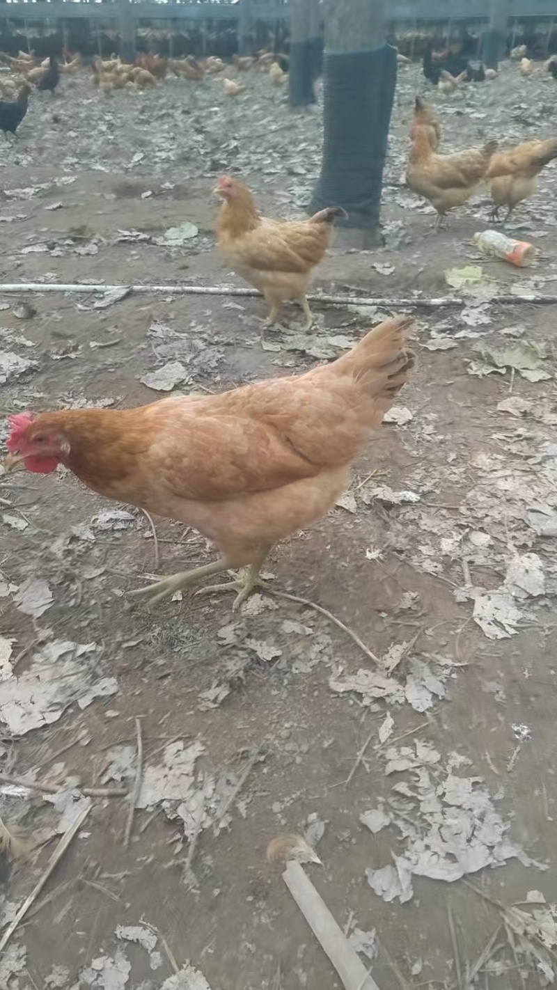 湖北土鸡/江汉土鸡/散养活土鸡/质量三包/自家散养