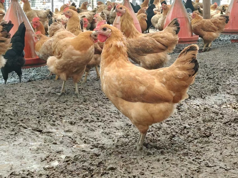 湖北土鸡/江汉土鸡/散养活土鸡/质量三包/自家散养
