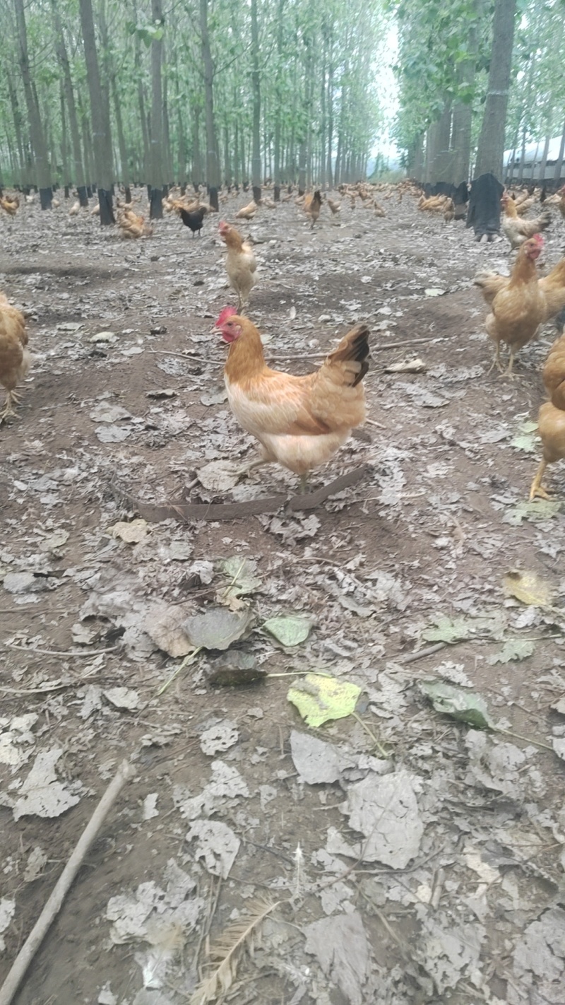 湖北土鸡/江汉土鸡/散养活土鸡/质量三包/自家散养