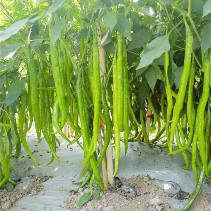 精品二荆条辣椒货源充足量大从优质量保证产地供应欢迎咨询