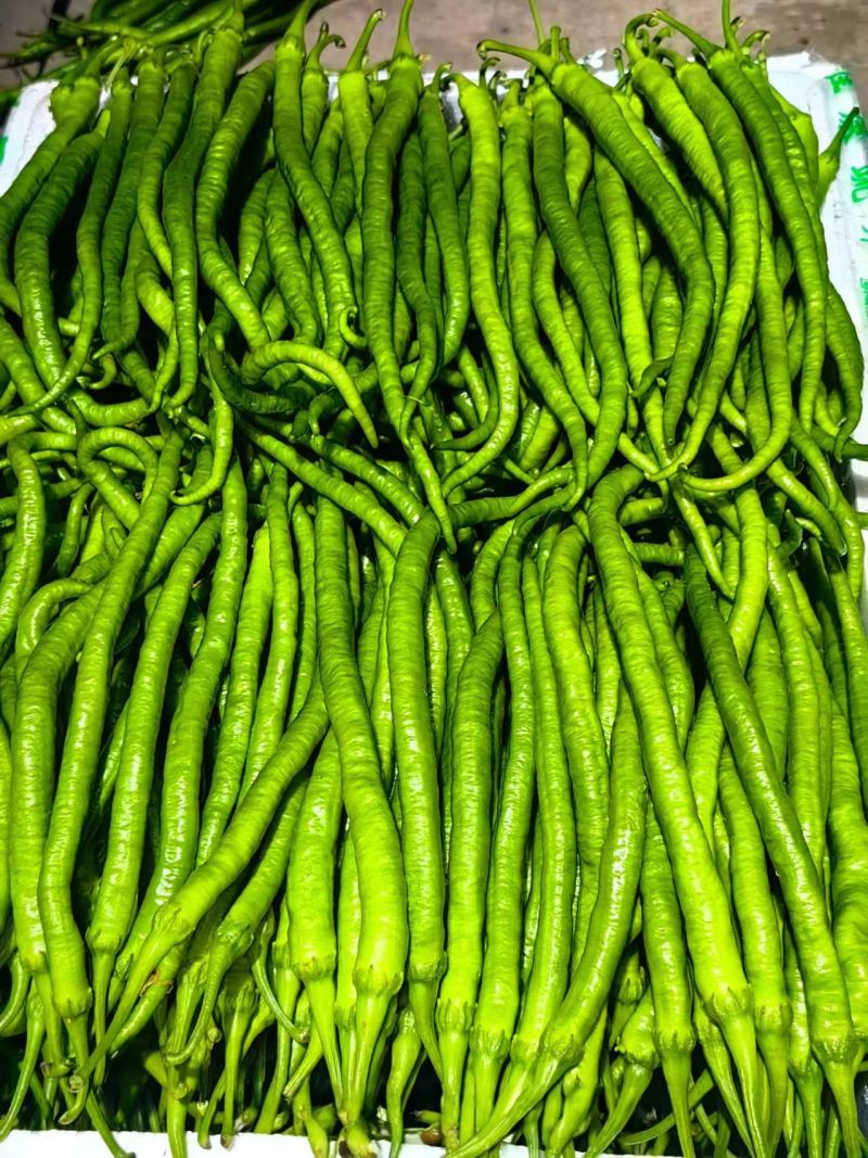 精品二荆条辣椒货源充足量大从优质量保证产地供应欢迎咨询