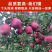 《花牛苹果》甘肃苹果/一件代发/电商货源/供应批发