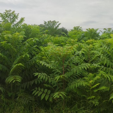 鸡冠红红油香椿树苗大棚反季节种植二年苗大量供应