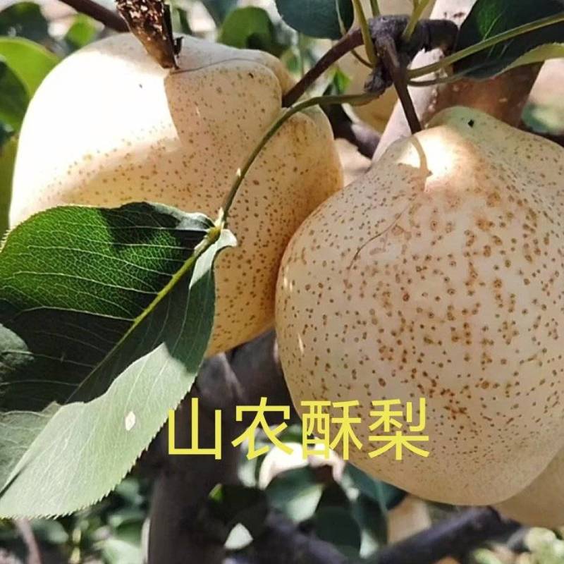 晚熟山农酥梨