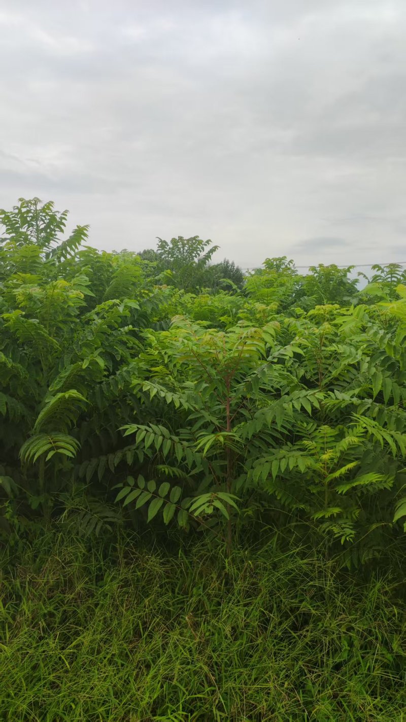 鸡冠红红油香椿树苗大棚反季节种植二年苗大量供应