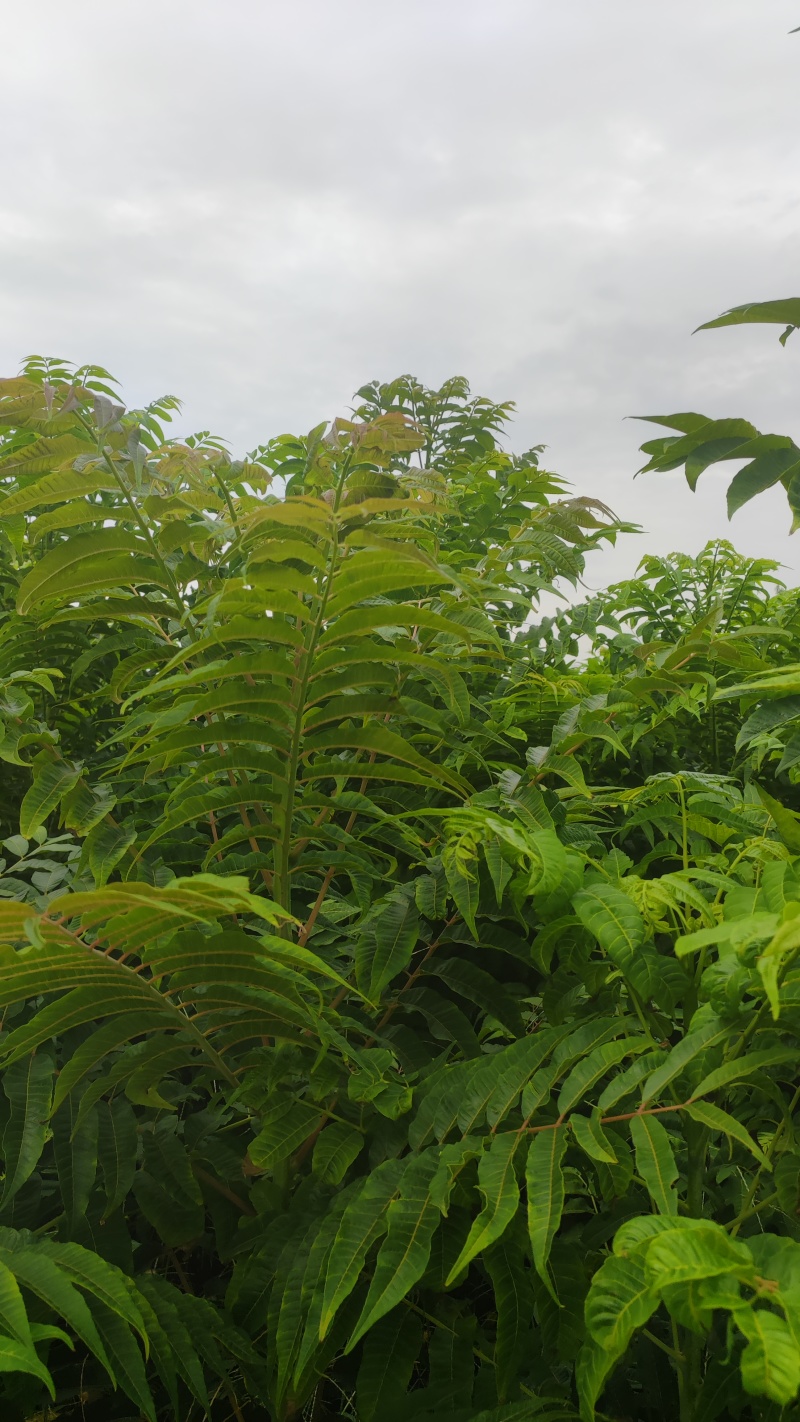鸡冠红红油香椿树苗大棚反季节种植二年苗大量供应