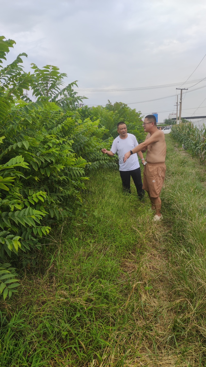 鸡冠红红油香椿树苗大棚反季节种植二年苗大量供应