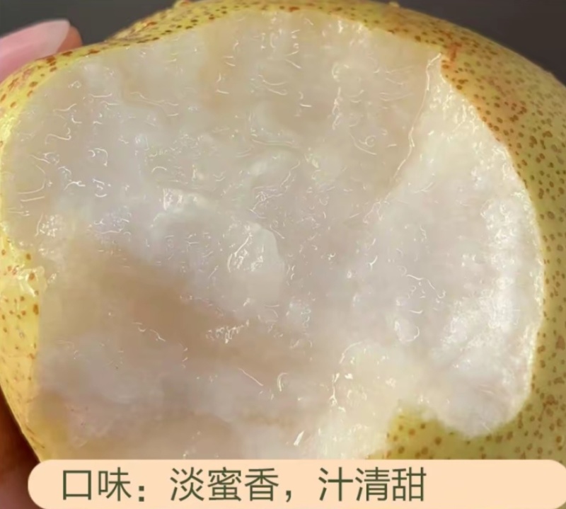 晚熟山农酥梨