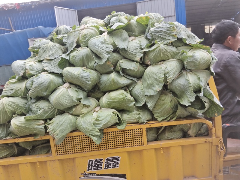墨玉50基地只发品质保证价格实惠