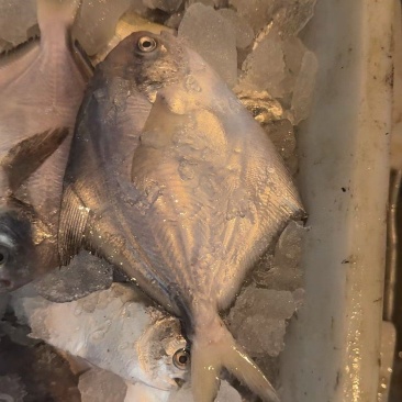 银鲳鱼