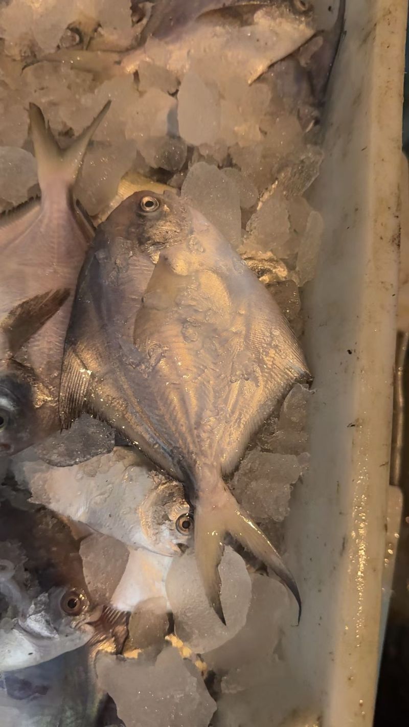 银鲳鱼