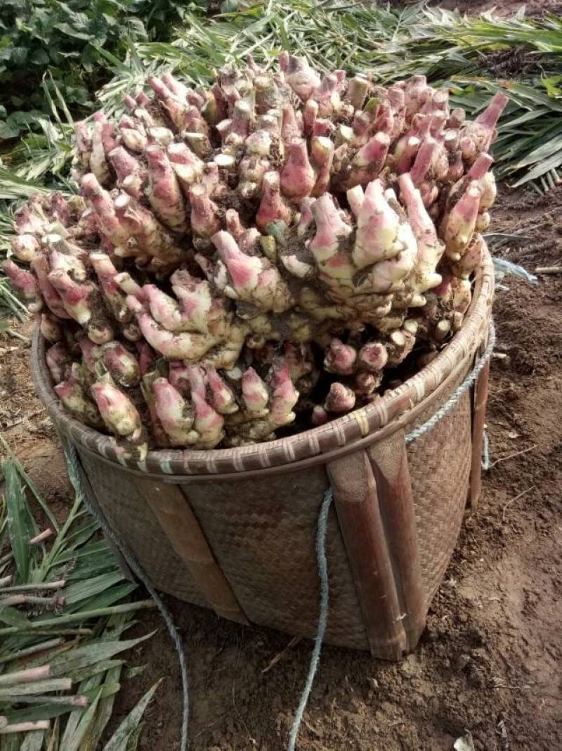 磐安高山红爪姜