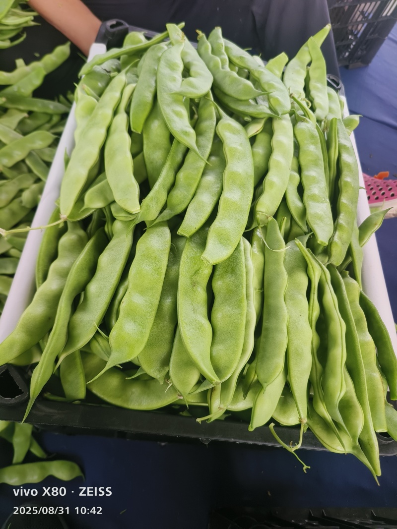 精品豆角
