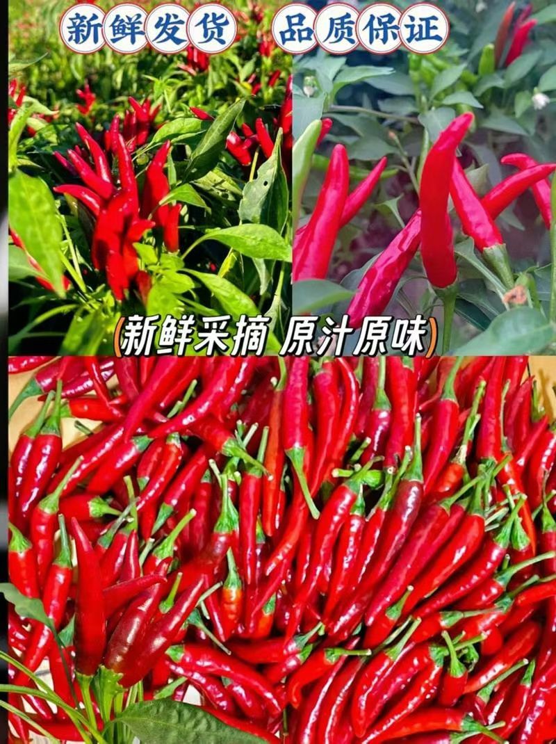 贵州小米辣