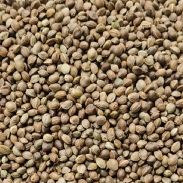 火麻仁不去壳和净仁两种有物美价廉实物拍摄