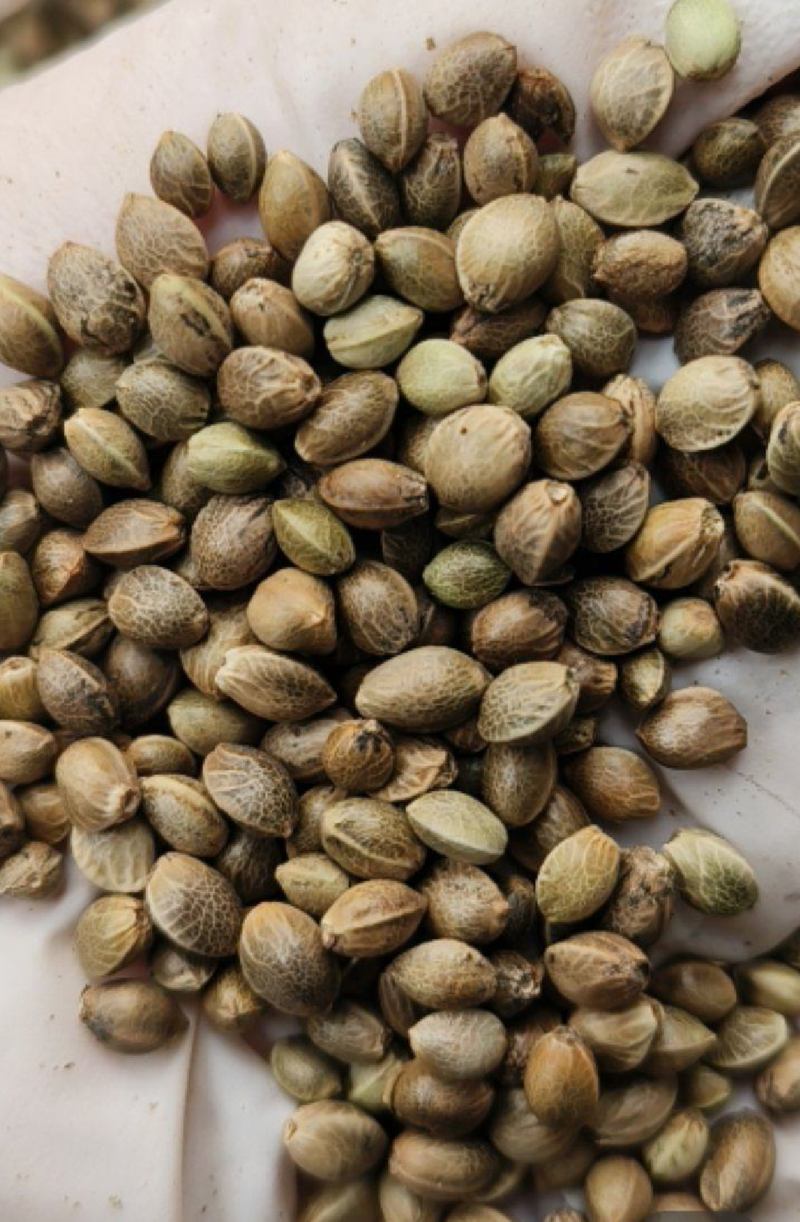 火麻仁不去壳和净仁两种有物美价廉实物拍摄